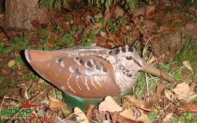 NATUR FOAM 3D TARGET WOODCOCK