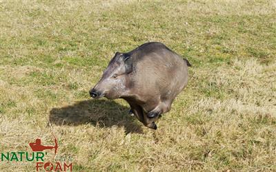 NATUR FOAM 3D-Ziel Wildschwein - laufend