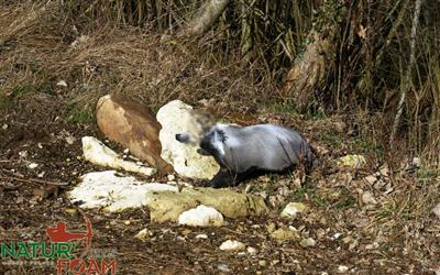 NATUR FOAM 3D-Ziel Dachs