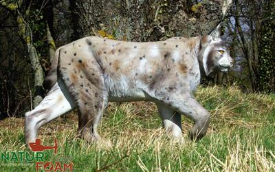 NATUR FOAM 3D-Ziel Luchs